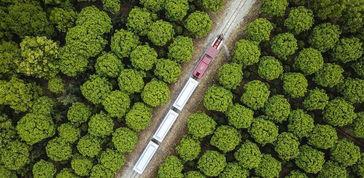 青花椒的爆料方法视频教程,视频教程详解  第2张